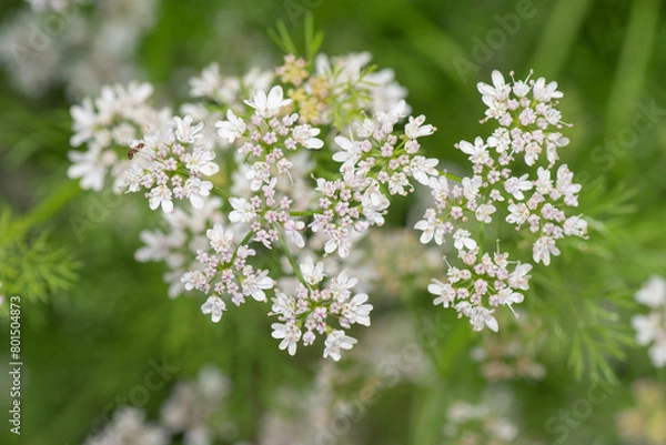 Fototapeta When the pink and white flowers of cilantro go to seed, they're referred to as coriander, and are valuable in flavoring food.