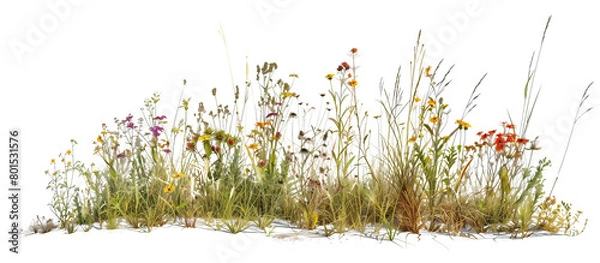 Obraz Patch of wildflowers and native grasses along a rural roadside, enhancing the natural landscape, isolated on transparent background