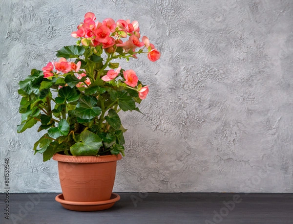 Fototapeta Delicate pink begonia elatior in a pot on a light gray background with copy spaces. Floriculture, hobby, home plants.