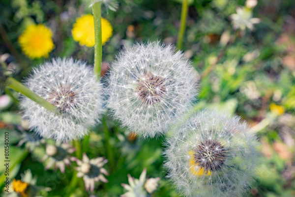 Fototapeta たんぽぽ