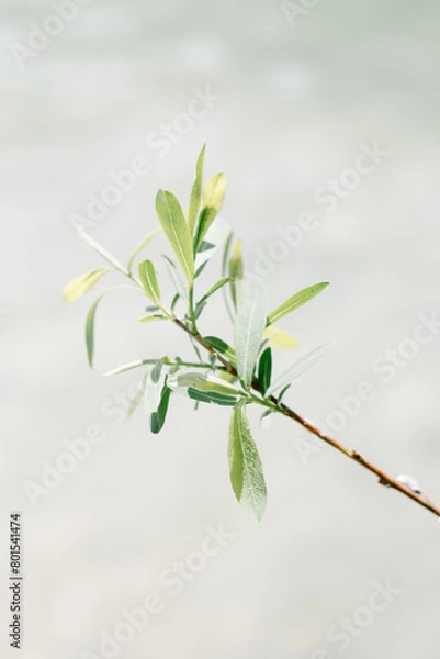 Obraz Olive Leaf Branch in Bright Sunlight