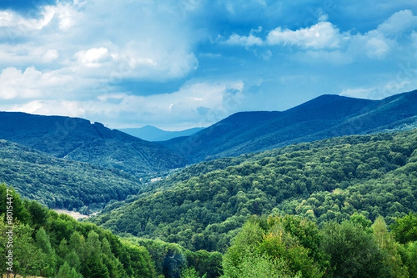 Fototapeta Pine tree forest