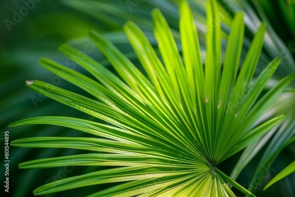Fototapeta Green palm leaf macro, textured tropical leaves background.