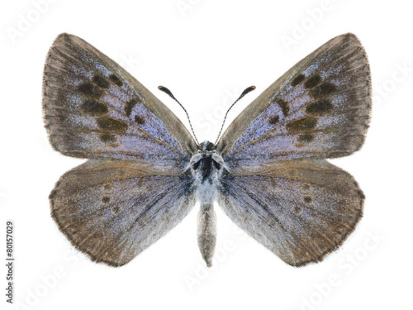 Fototapeta Butterfly Phengaris arion