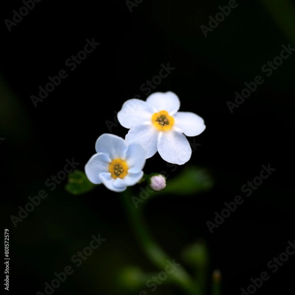 Obraz Two white and beautiful flowers