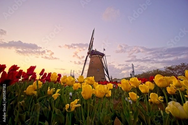 Obraz チューリップ畑と風車　佐倉ふるさと広場