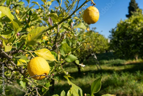 Obraz des citrons encore en branche dans un champ de citronniers