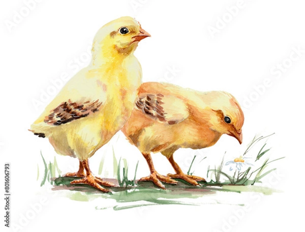 Obraz Chicken babies, yellow chickens. Painted in watercolor