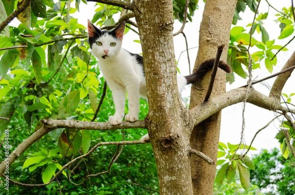 Fototapeta A Cat in an Avocado Tree
