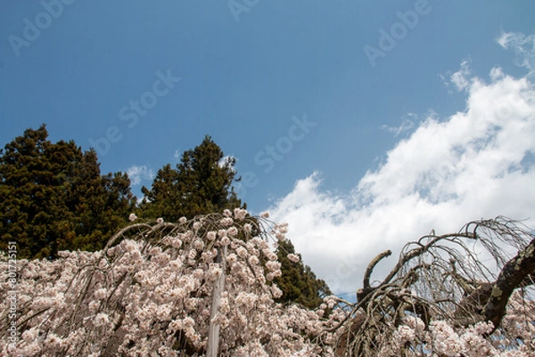 Fototapeta 春に咲く桜