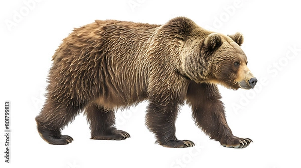 Obraz brown bear isolated on transparent background