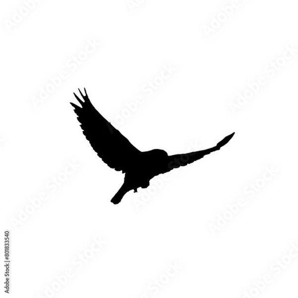 Obraz Flying bird silhouette