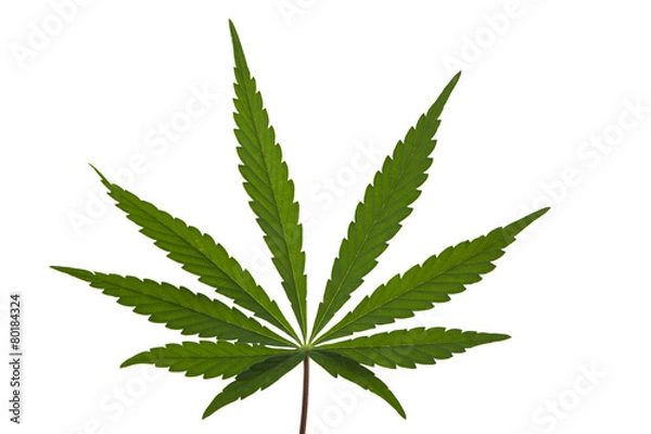 Obraz A Marijuana Leaf Isolated
