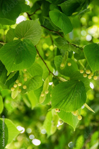 Obraz Southern Urals, the fruits of the small-leaved linden (Tilia cordata).