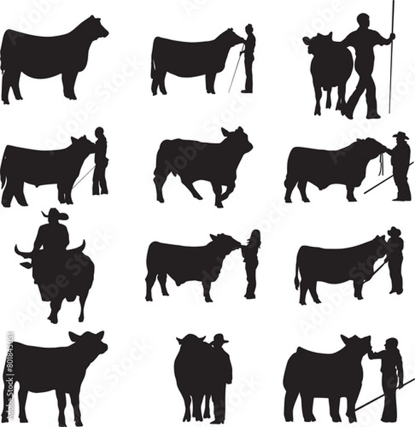 Fototapeta Print Show steer EPS; Clipart Livestock EPS; Show steer bundle; Show steer Cut File; Show steer Silhouette; Digital Downlod; Show Steer Cow