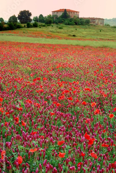 Obraz champs de fleurs en toscane