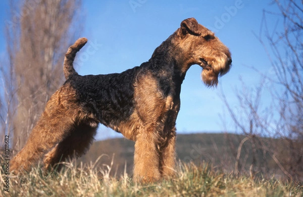 Obraz chien  Airedale terrier