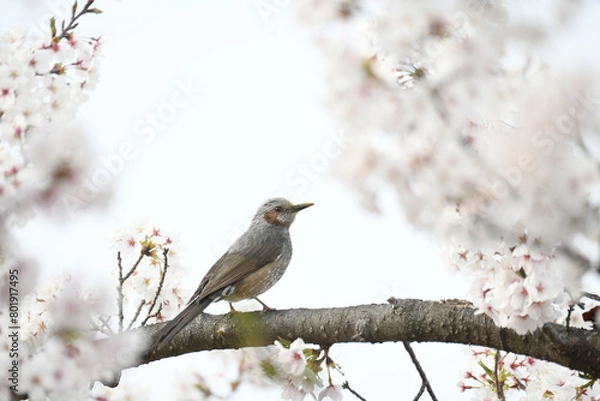 Fototapeta 鵯と桜