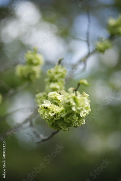 Fototapeta Łodyga z zielonymi jasnymi liśćmi na tle rozmytego tła bokeh