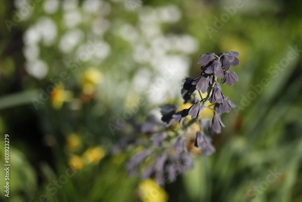 Fototapeta Łodyżka kwiatka fioletowego kwitnącego na zielonym tle bokeh