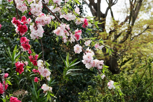 Obraz 赤に白、ピンクが混ざったハナモモ