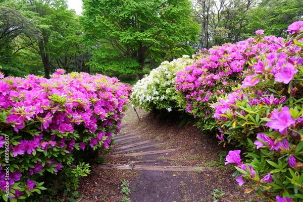 Fototapeta ツツジの道
