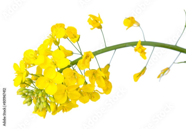 Fototapeta A close-up of bright yellow canola flowers, showcasing their delicate petals and green stems, isolated on a white background, transparent PNG