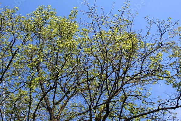 Obraz birch branches with green leaves against a blue sky in spring