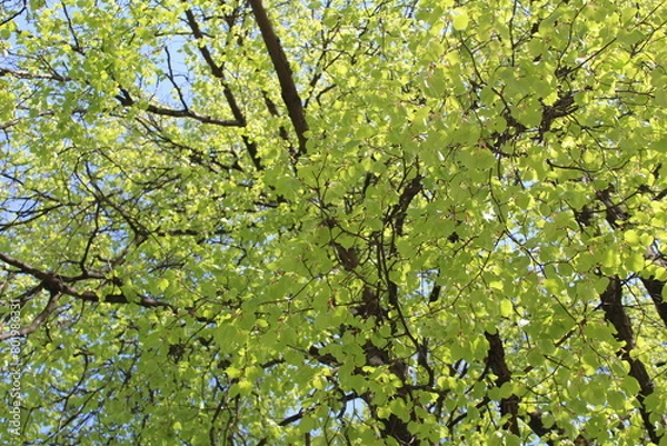 Obraz a spring tree with green leaves and a blue sky, close-up of a photo
