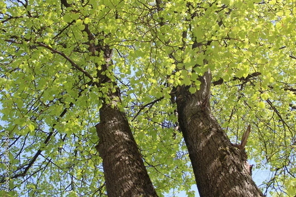Obraz a spring tree with green leaves and a blue sky, close-up of a photo