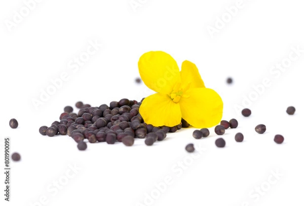 Fototapeta A vibrant rapeseed flower lays atop a pile of seeds, showcasing nature’s cycle of growth and reproduction on a white background, isolated