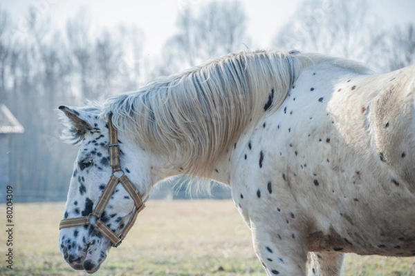 Obraz Portrait of horse