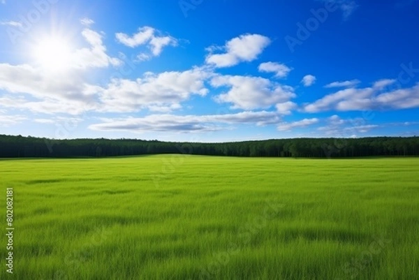 Obraz green grass field landscape.