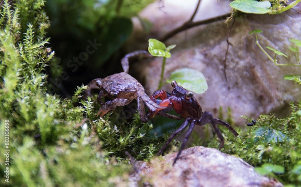 Obraz Geosesarma Vampire Crabs Fighting