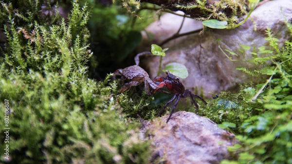 Obraz Geosesarma Vampire Crabs Fighting