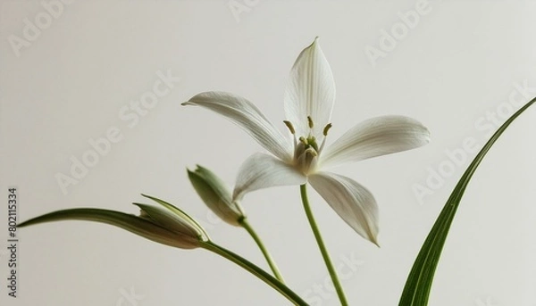 Fototapeta Elegant Star of Bethlehem flower stem on white background. Aesthetic floral simplicity composition. Close up view flower