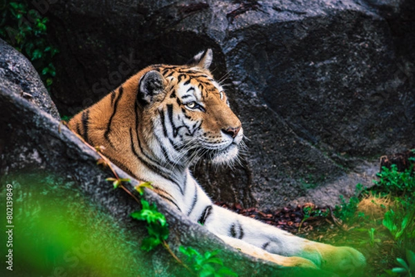 Fototapeta Amur Tiger resting in rainforest zoo exhibit.