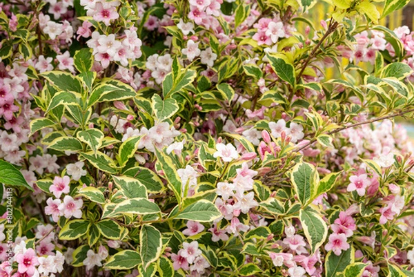 Obraz pink and white flowers
