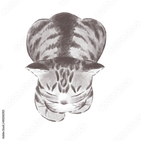 Fototapeta 香箱座りのキジトラ猫