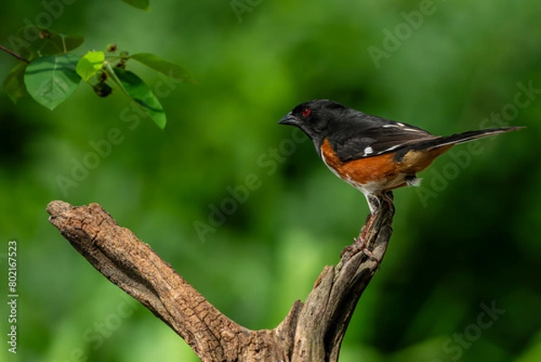 Fototapeta Towhee Perched on a branch