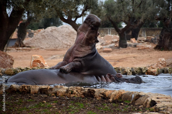 Fototapeta hippos playing in the water