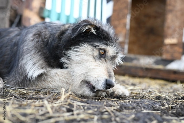 Fototapeta A funny dog with different colored eyes on a chain guards the farm