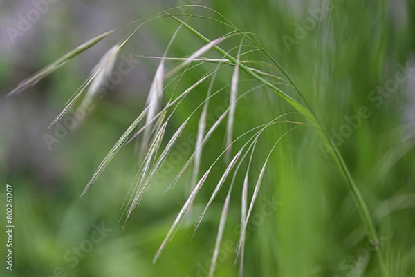 Fototapeta Abstract green grass background photographed close up with selective focus. Dreamy and soft. 