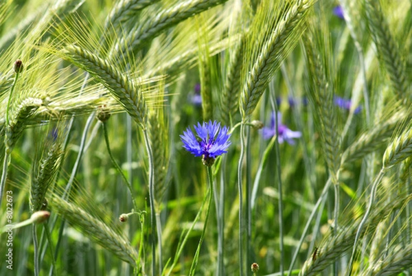 Obraz cornflower