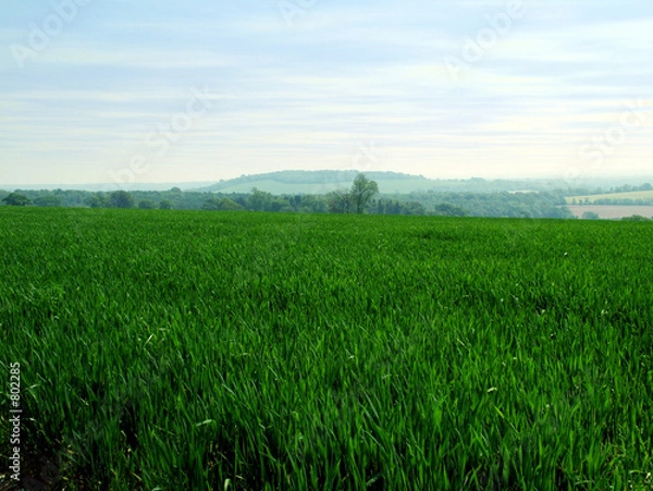 Obraz crop field