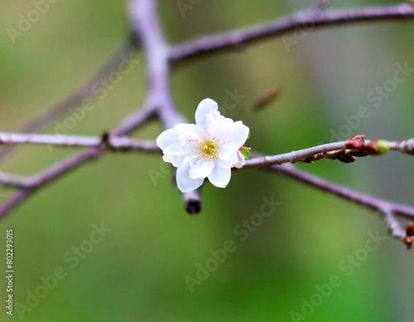Obraz 매화, Plum blossom