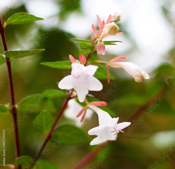 Fototapeta 꽃, flower