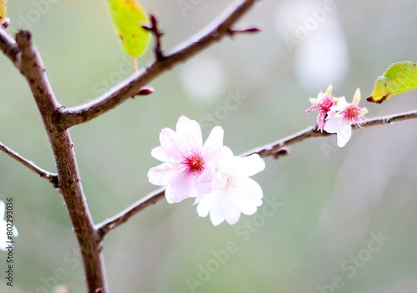 Obraz 매화, plum blossom