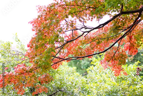 Obraz 단풍, maple leaf, tinged autumnal leaf