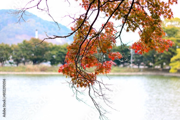 Obraz 단풍, maple leaf, tinged autumnal leaf
